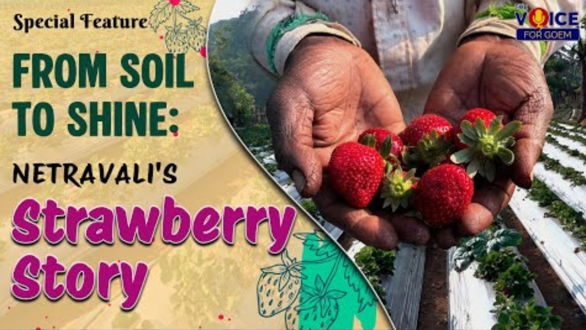 SPECIAL FEATURE | FROM SOIL TO SHINE: NETRAVALI'S STRAWBERRY STORY