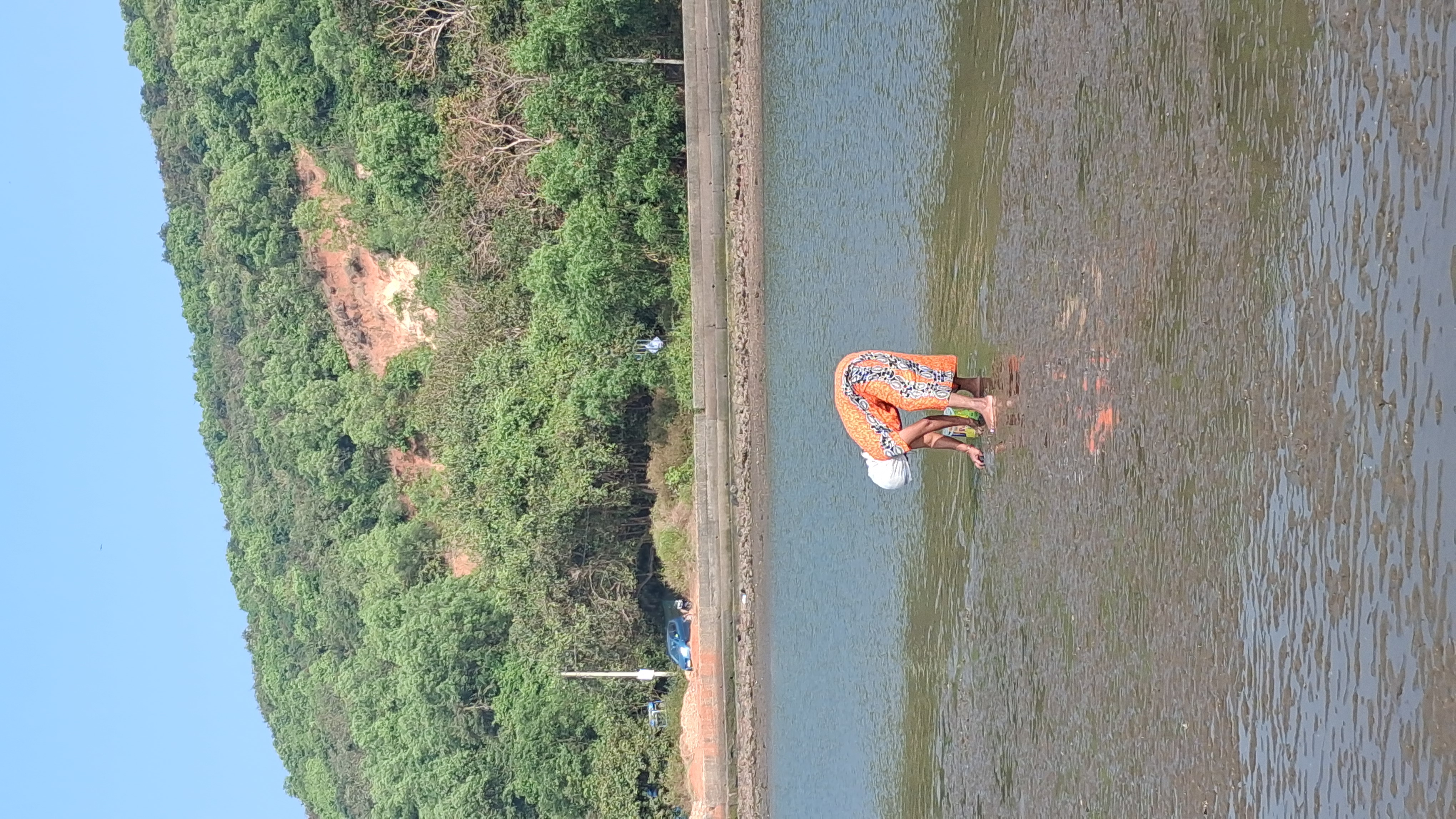 When tradition meets nature: Khube harvesting at Chapora in summer