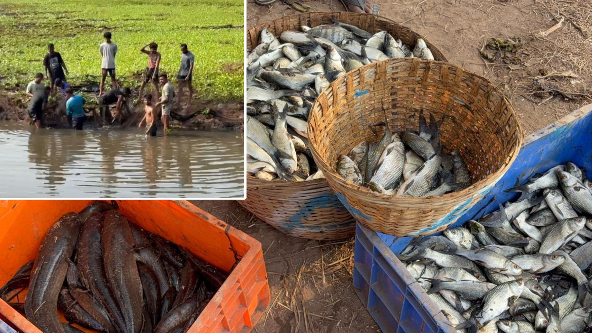 Velsao Lake sees record fish harvest