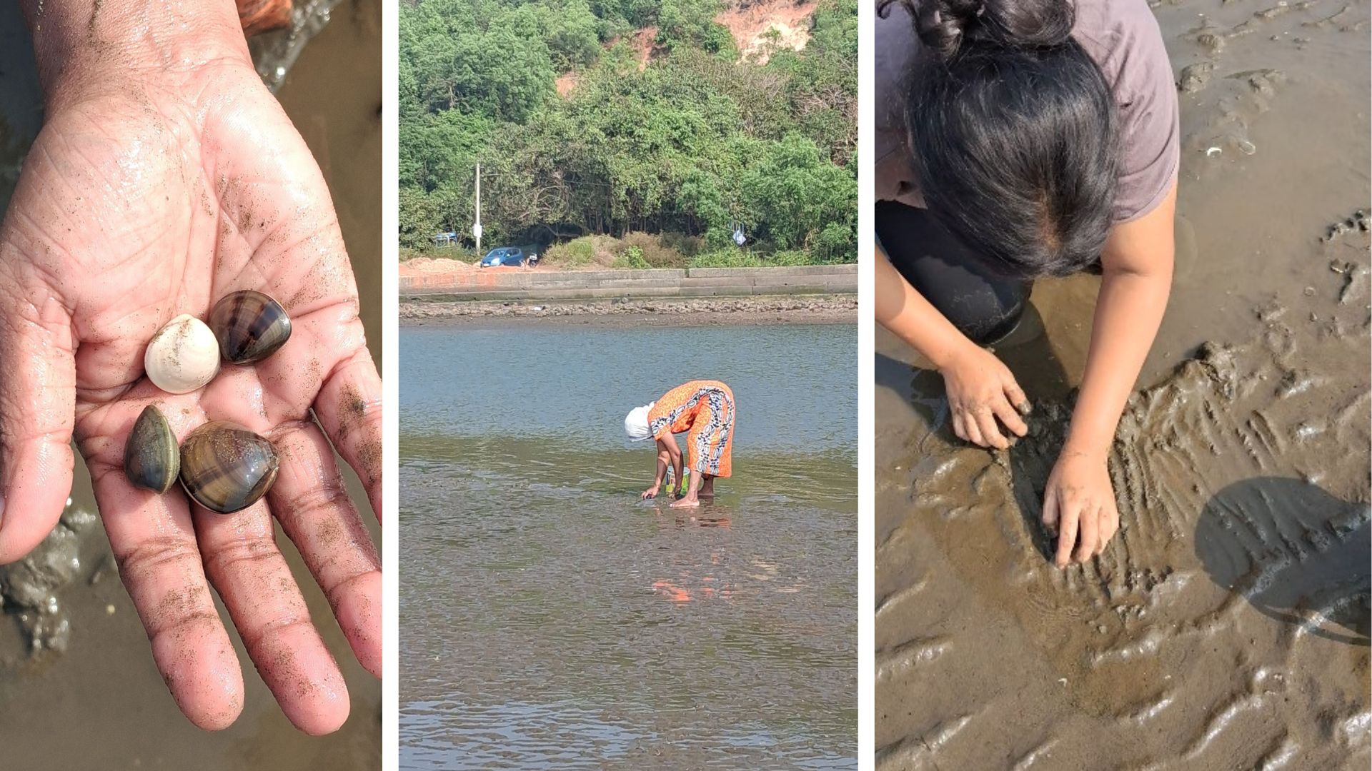 ‘Khube’ foraging in Goa: A fun summer tradition
