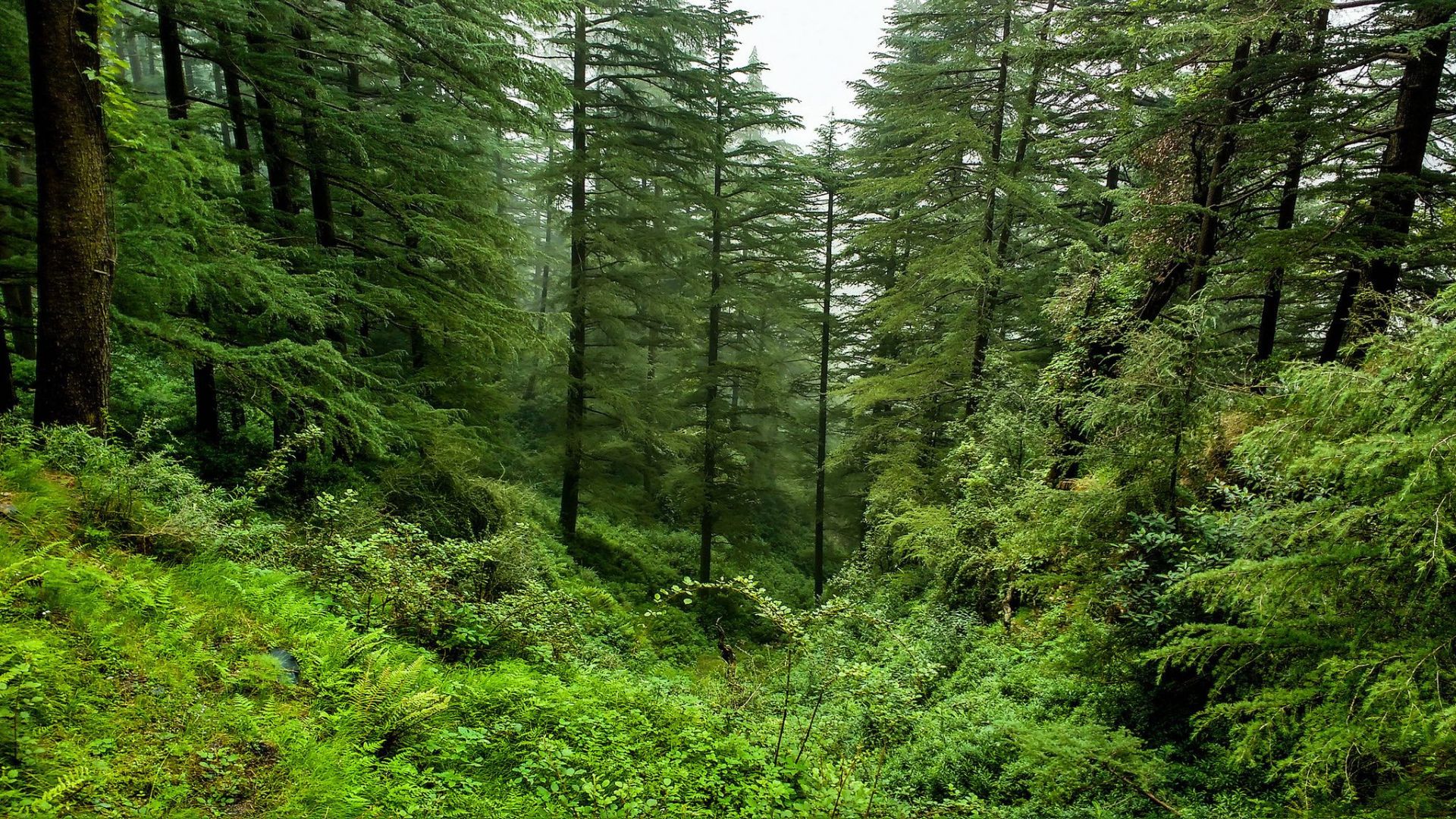Government of Goa sets up SITs to survey reserved forest land