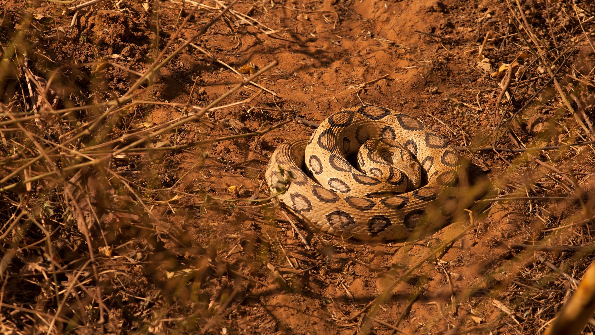 Deadliest snakes of Goa