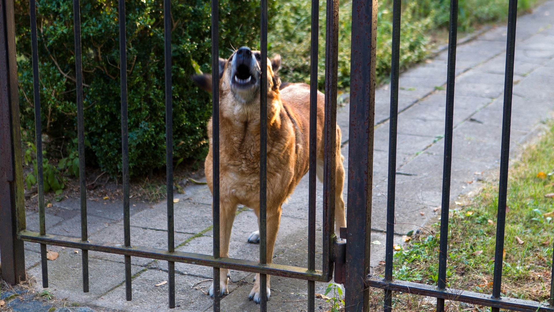 Dog attacks on Vasco meter readers rise; 10 bite cases reported