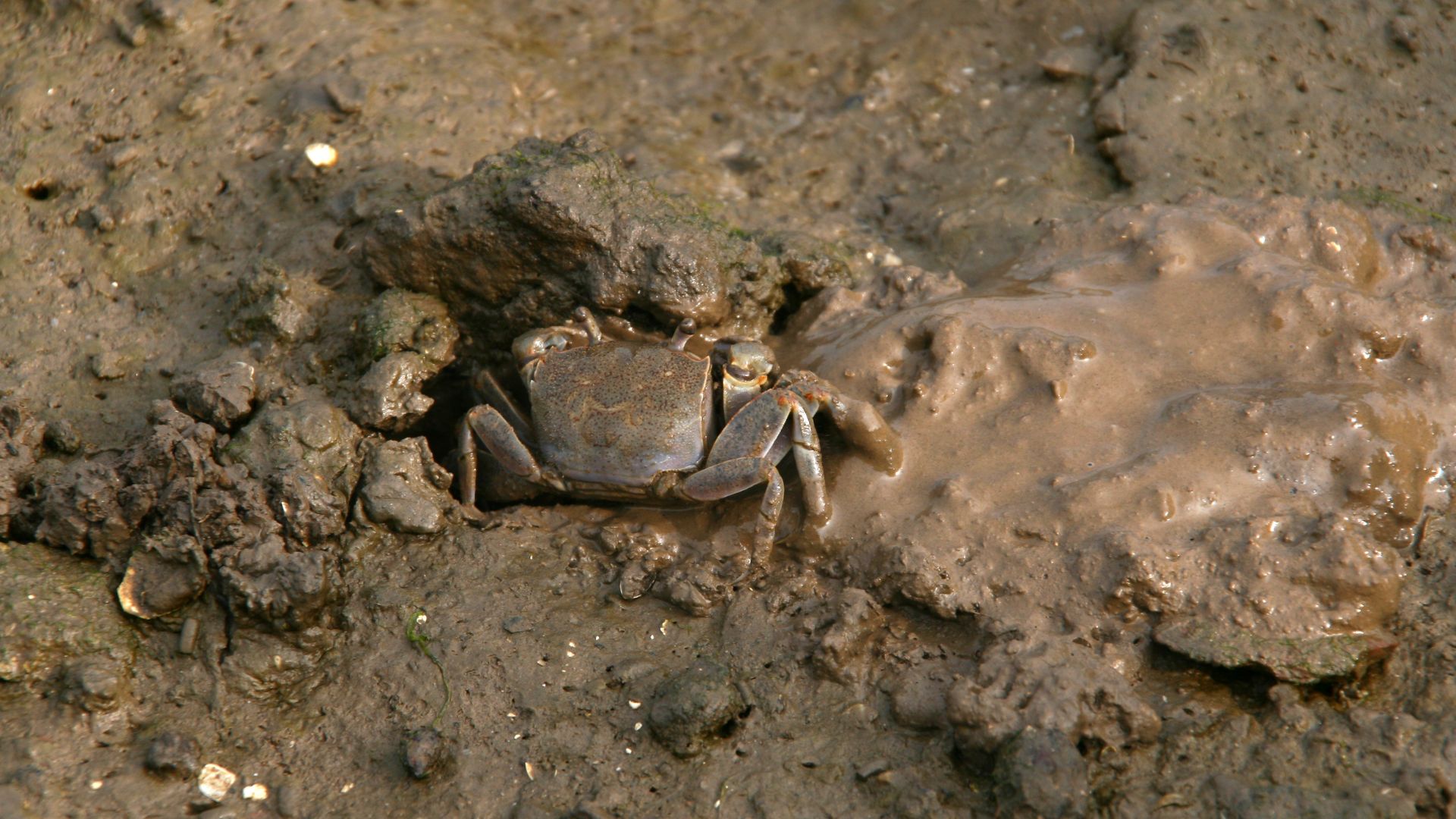 Govt launches new crab farming subsidy scheme