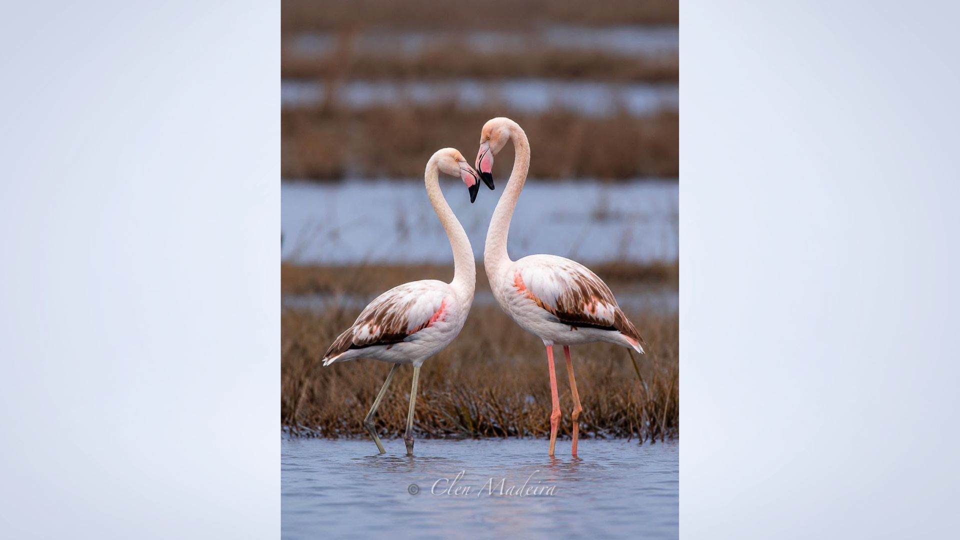 A stunning flamingo moment through CCP Commissioner’s lens
