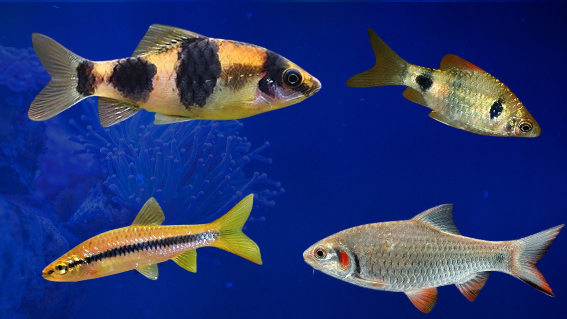 Goa scientists achieve breakthrough in breeding rare native ornamental fish