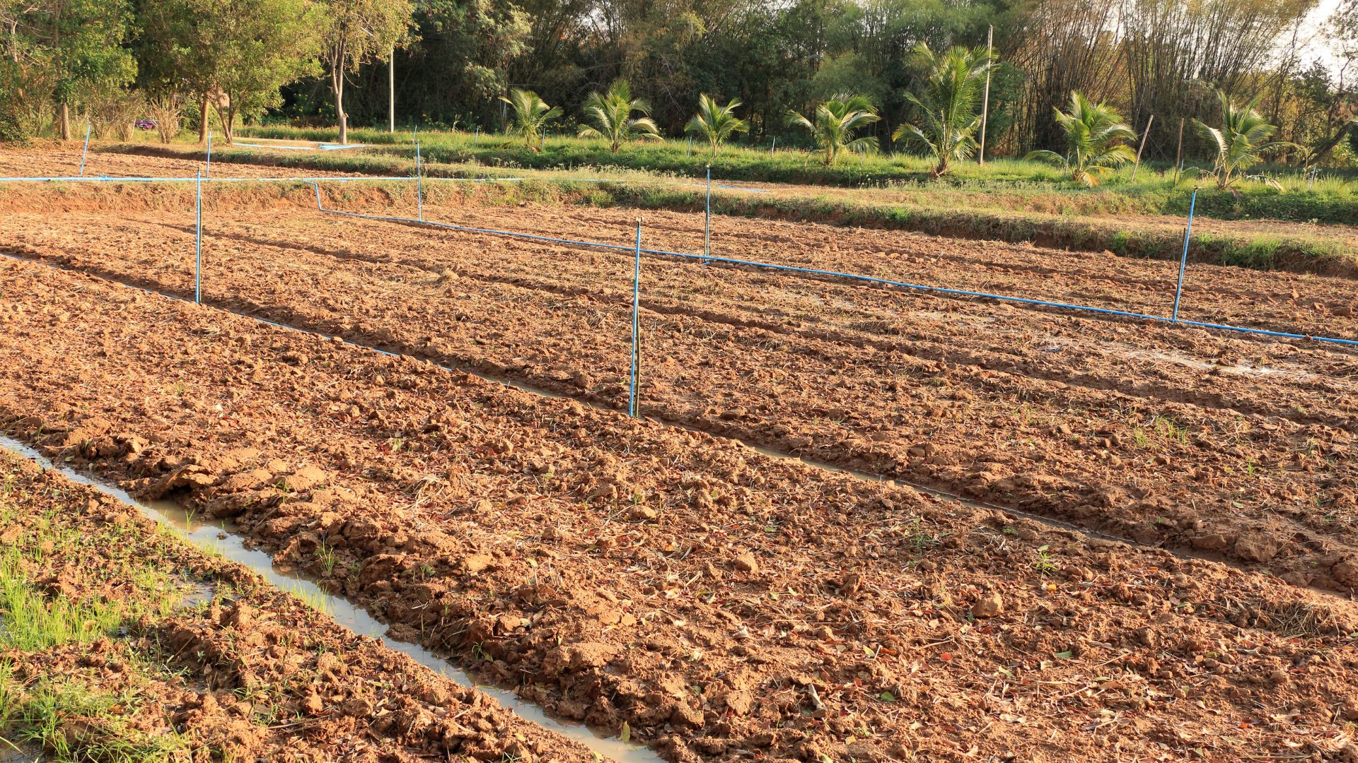 Agriculture Department issues advisory to paddy farmers amid dry spell