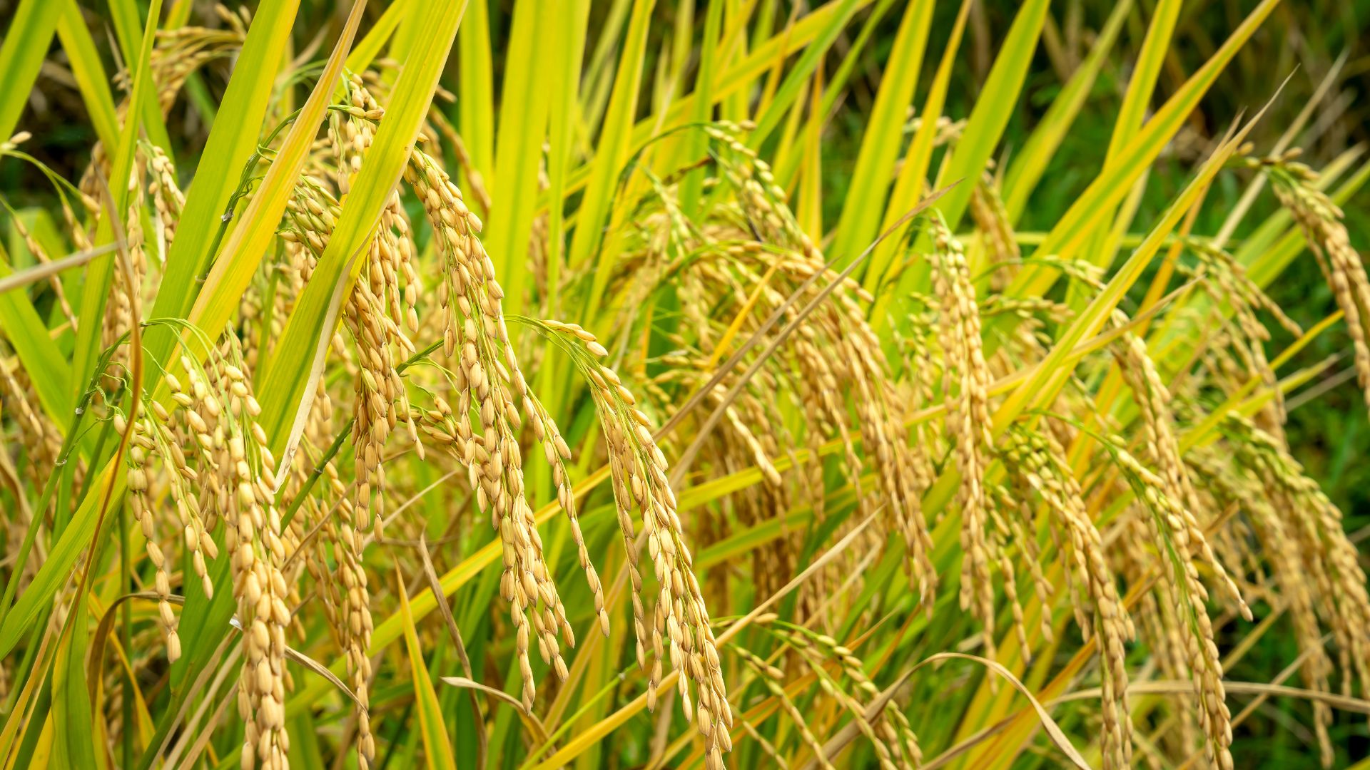 Crops that cope with climate change