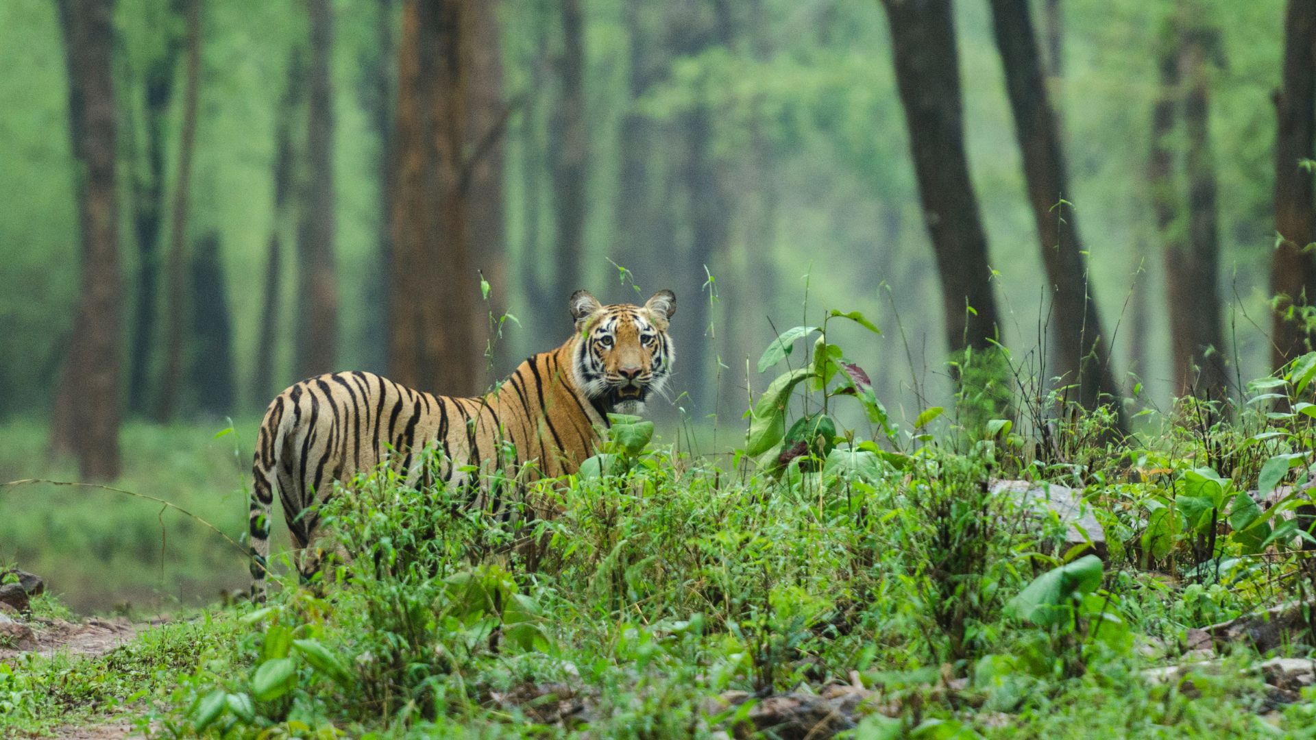 Counting beyond the stripes