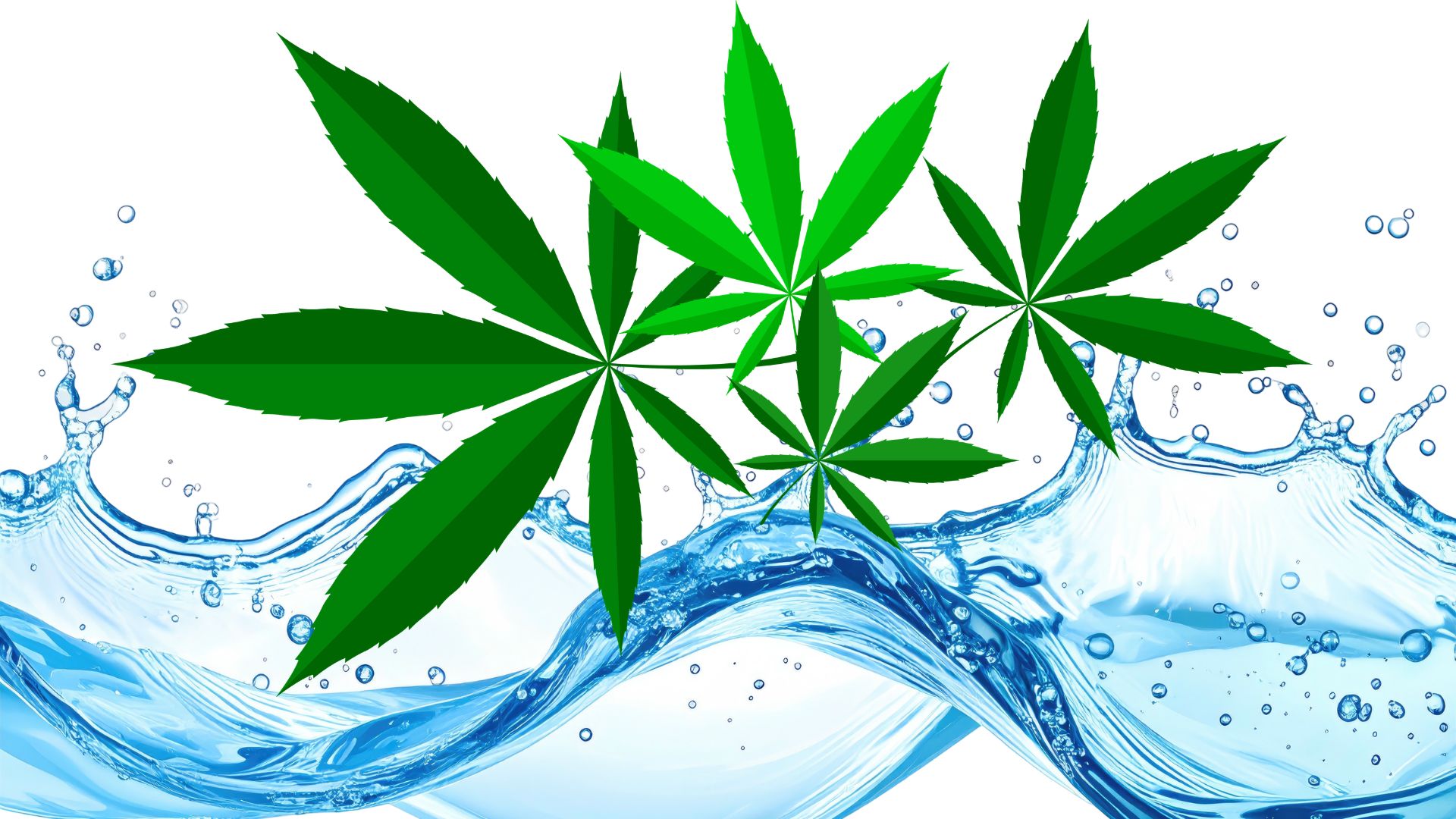 Mandrem Police arrest man with hydroponic weed worth Rs 3.88 lakh