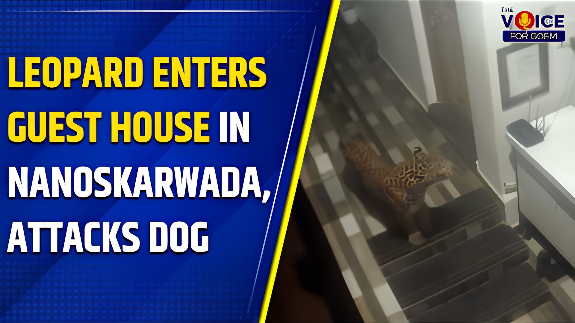 Leopard enters guest house in Nanoskarwada, attacks dog
