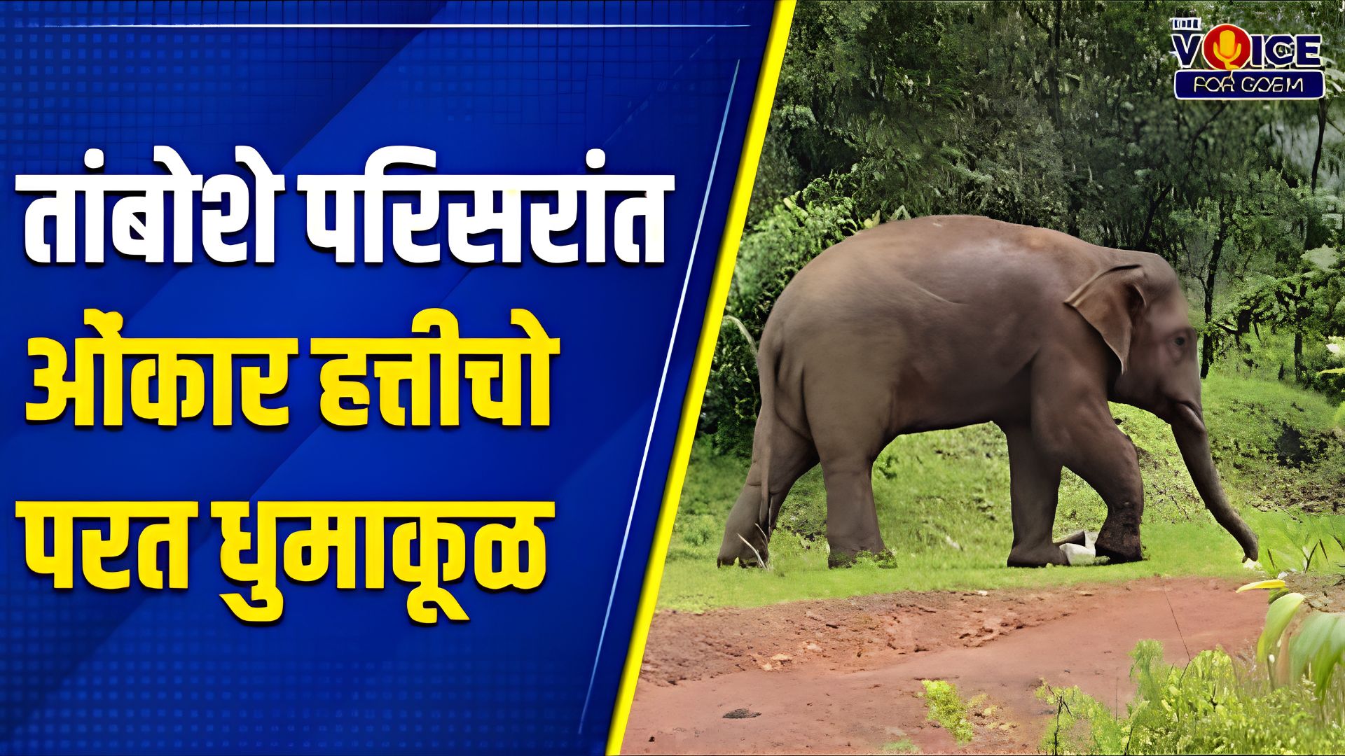 OMKAR RETURNS: तांबोशे परिसरांत ओंकार हत्तीचो परत धुमाकूळ