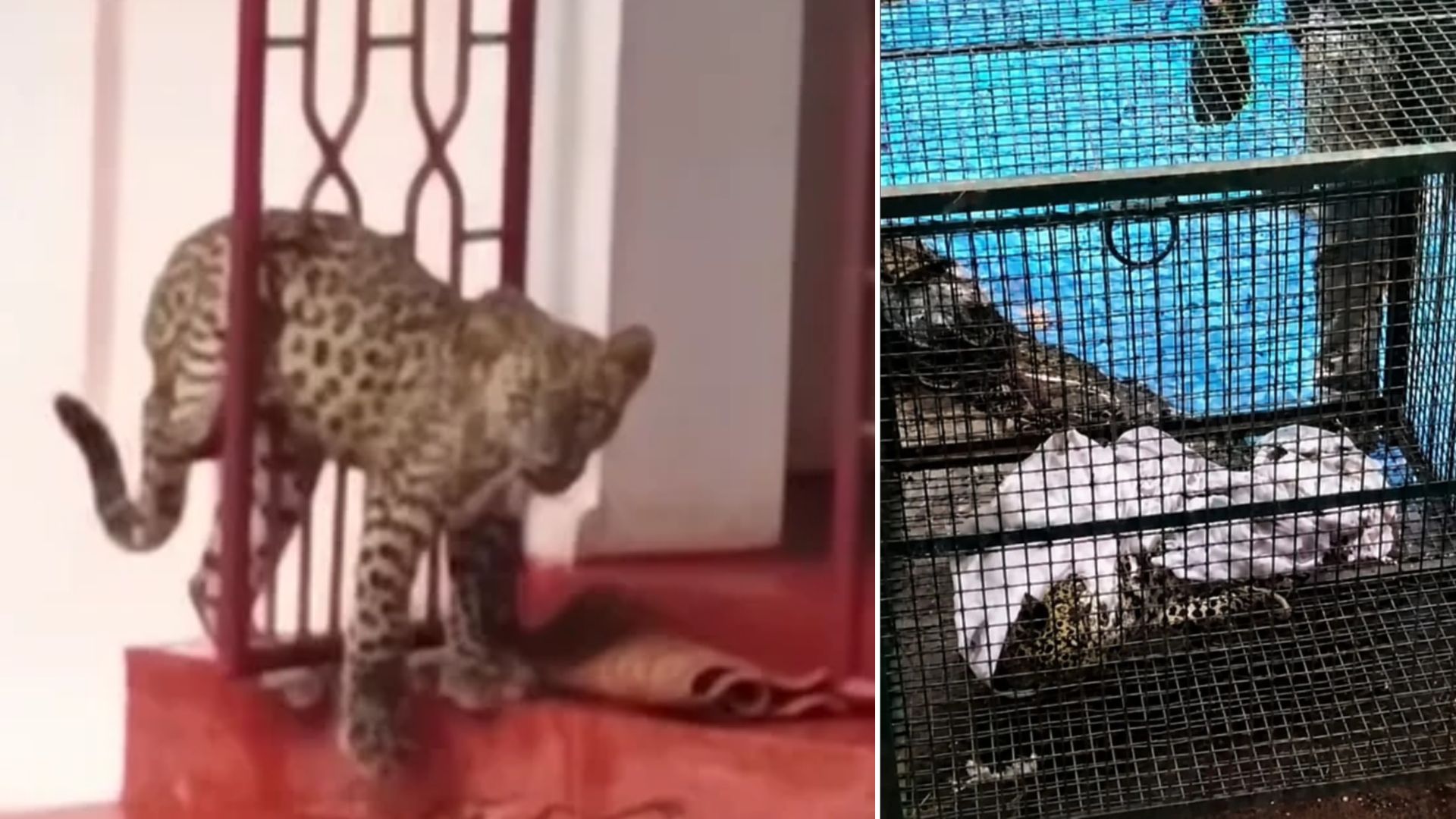 Leopard cub spotted entering house in Tarvale-Shiroda, rescued
