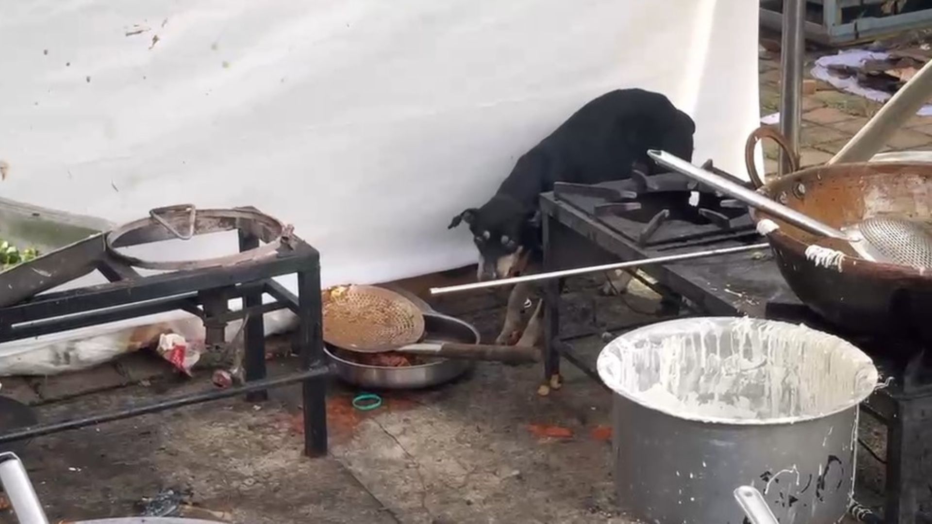 Dog seen eating food served to BLOs at Margao’s Ravindra Bhavan