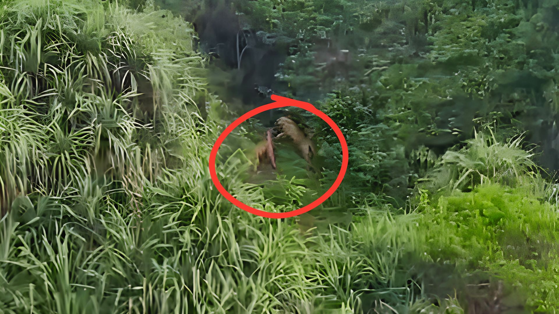 Two leopards spotted playing in Keri Hills, Pernem