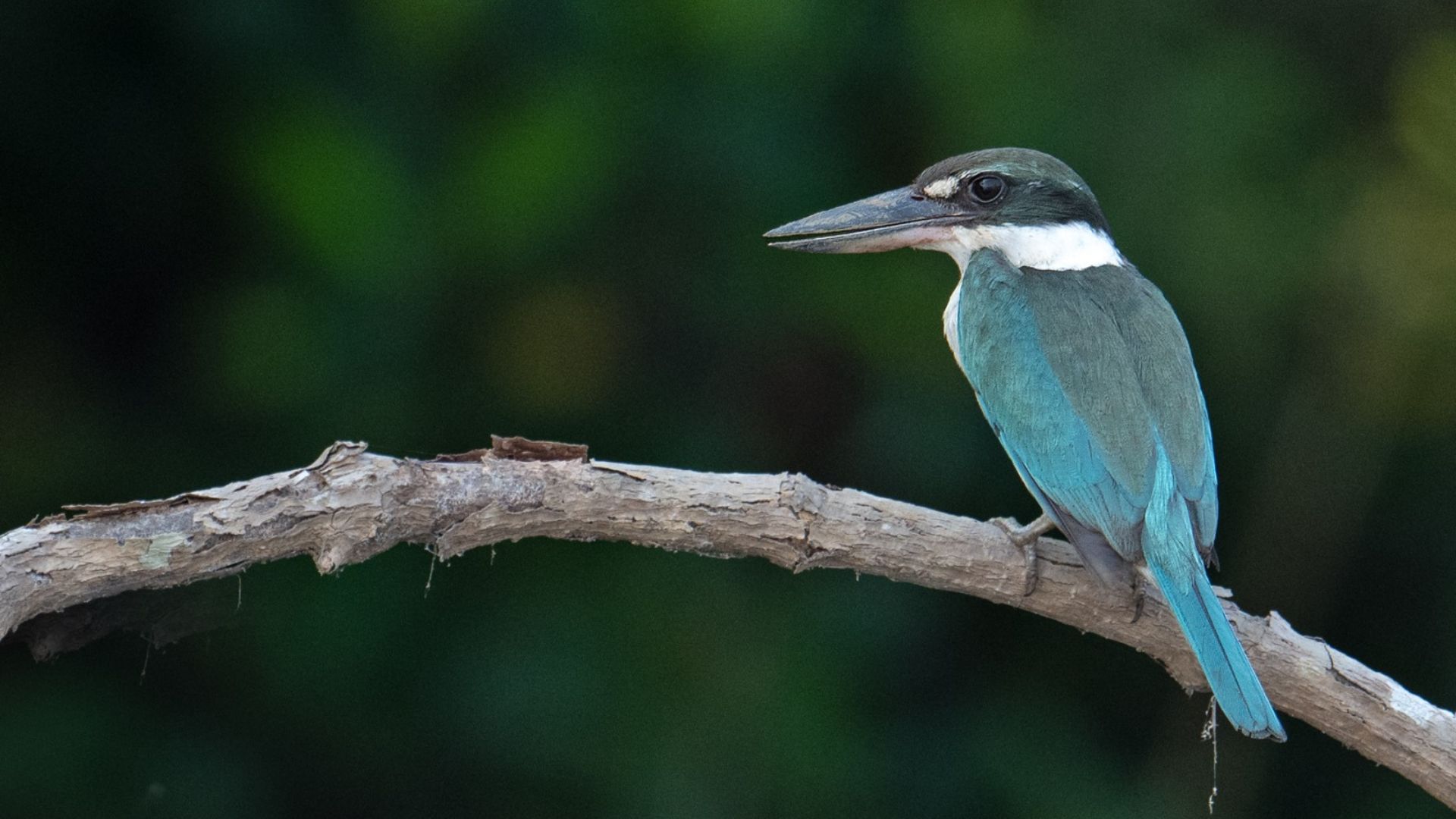 Spotted the rare Collared Kingfisher in Goa?