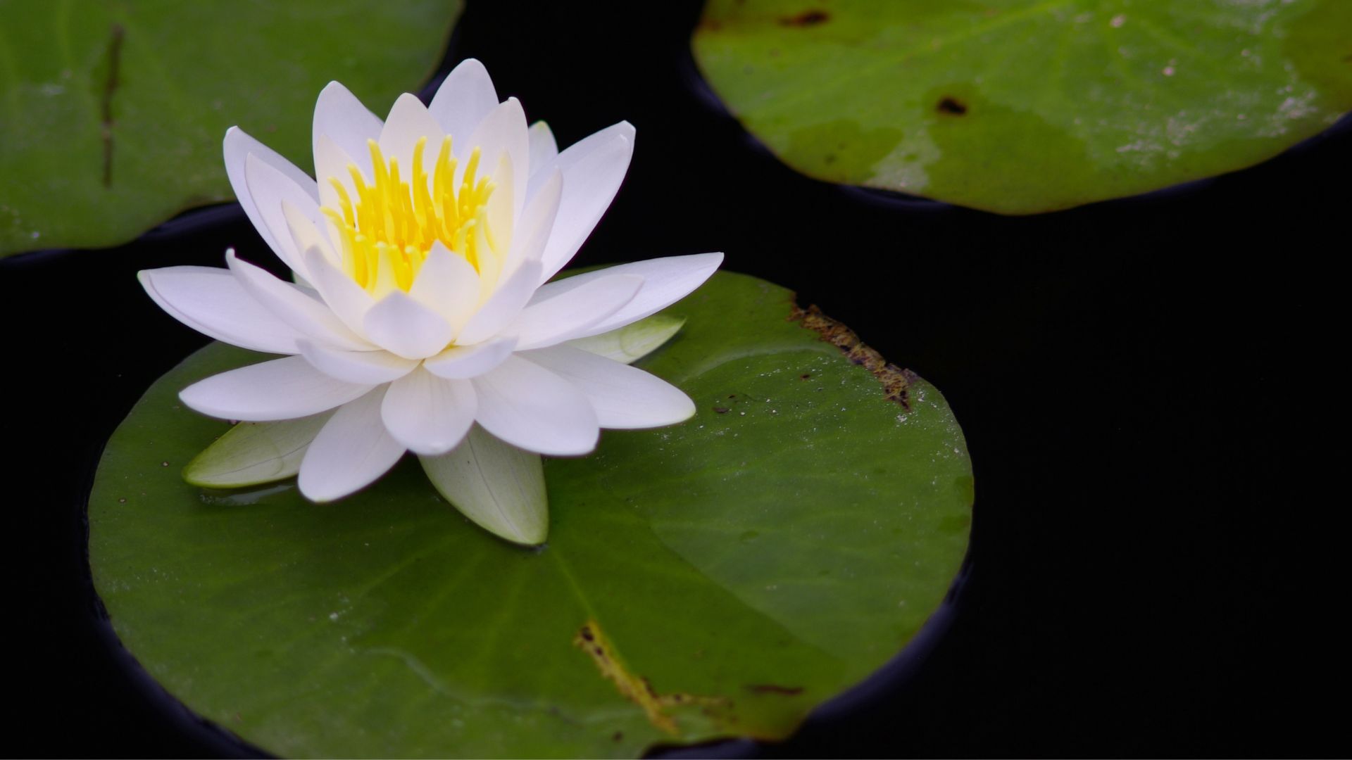 Is it a lotus or a lily?