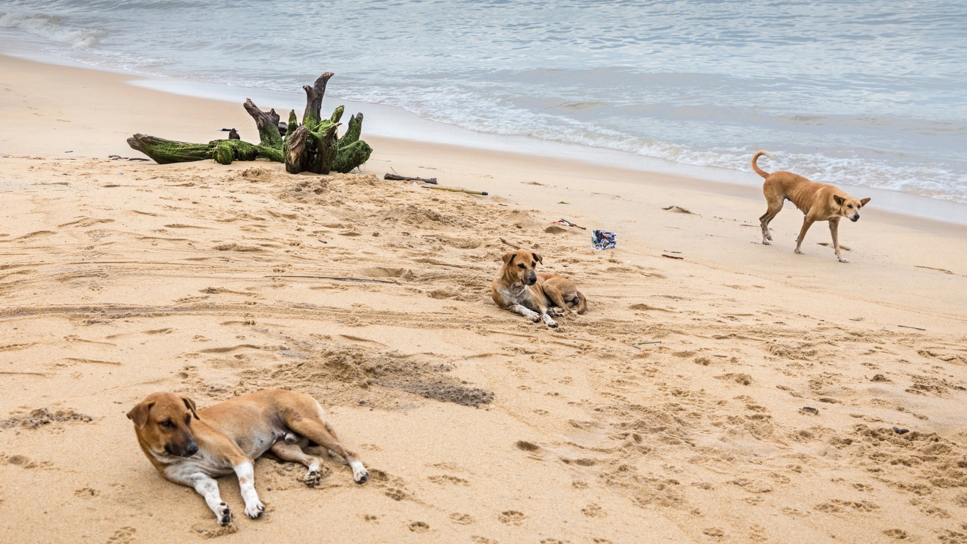 GOA NEWS IN BRIEF: 1 – 17 October 2026