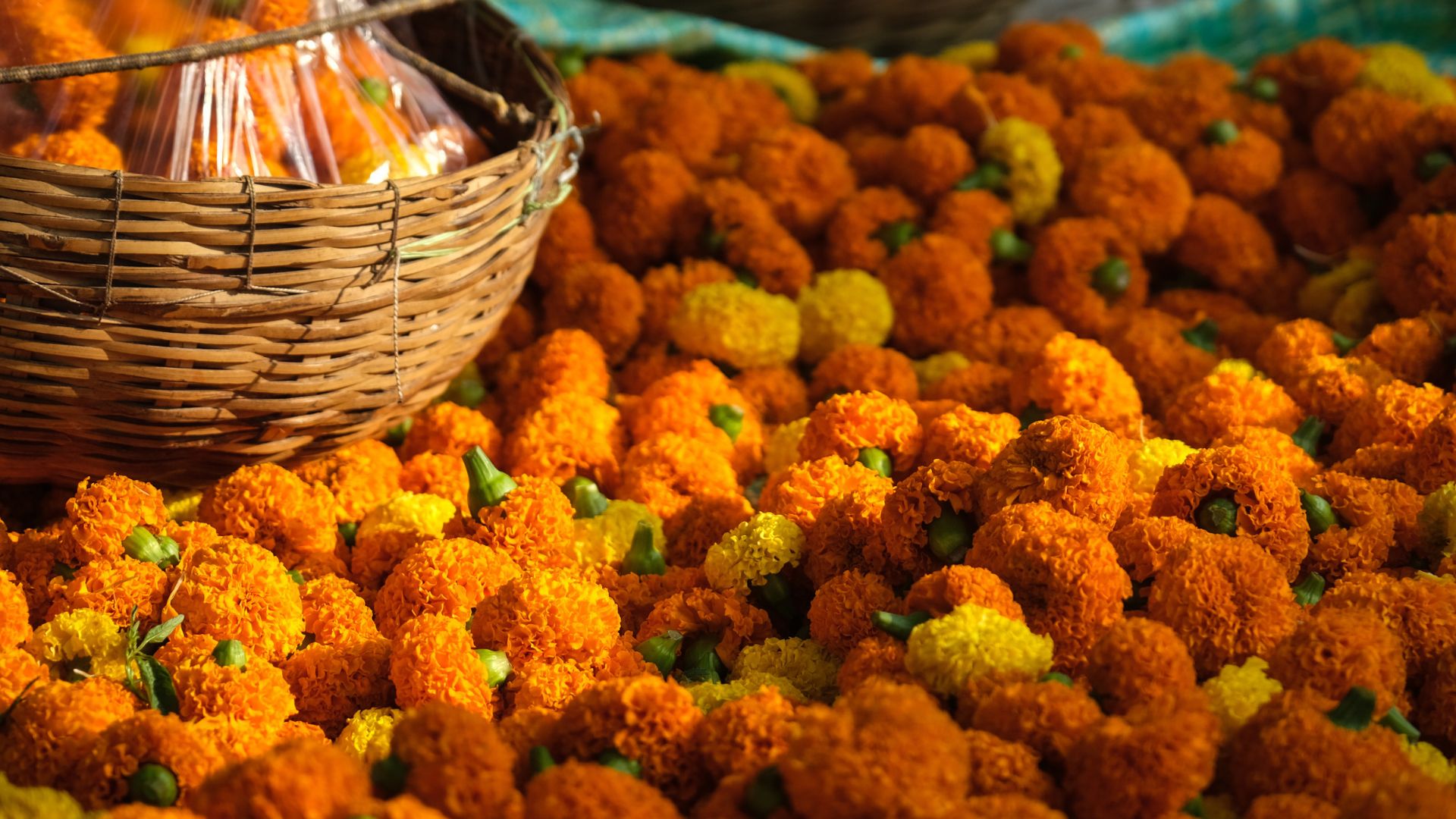 Beyond the Dussehra festivities, how much do you know about marigolds in Goa?